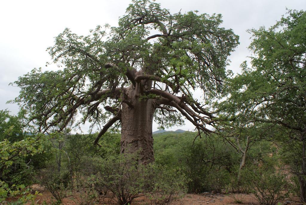 Adansonia Eco Lodge Musina Exteriör bild
