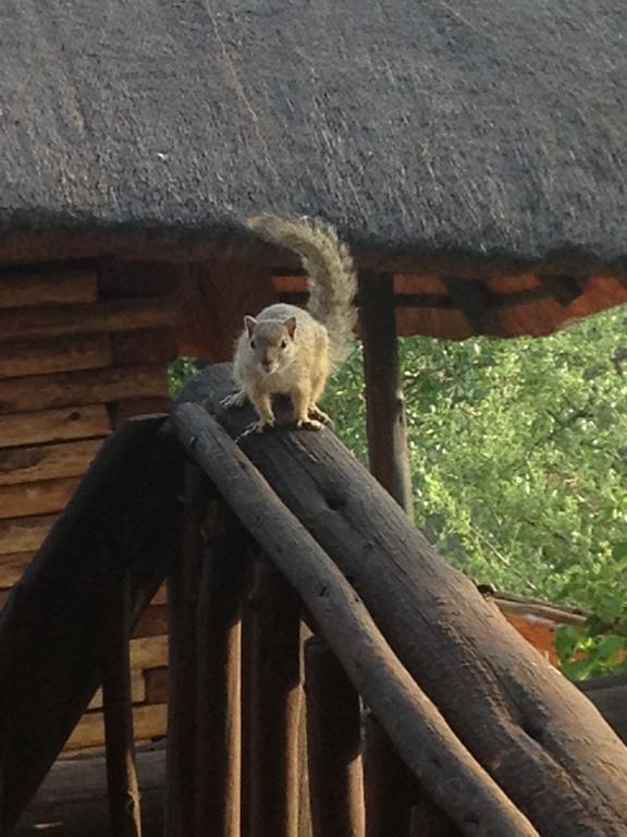 Adansonia Eco Lodge Musina Exteriör bild