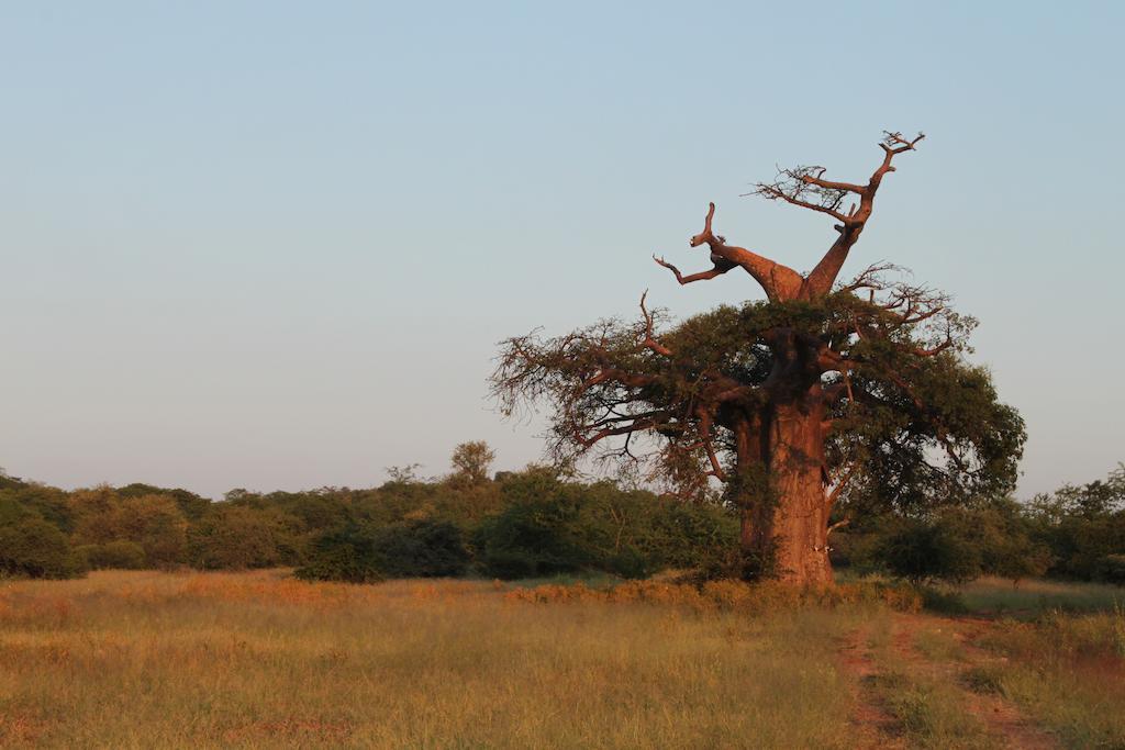 Adansonia Eco Lodge Musina Exteriör bild