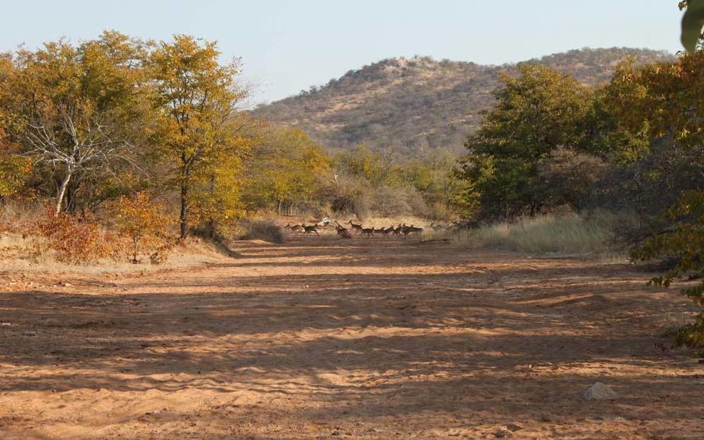 Adansonia Eco Lodge Musina Exteriör bild