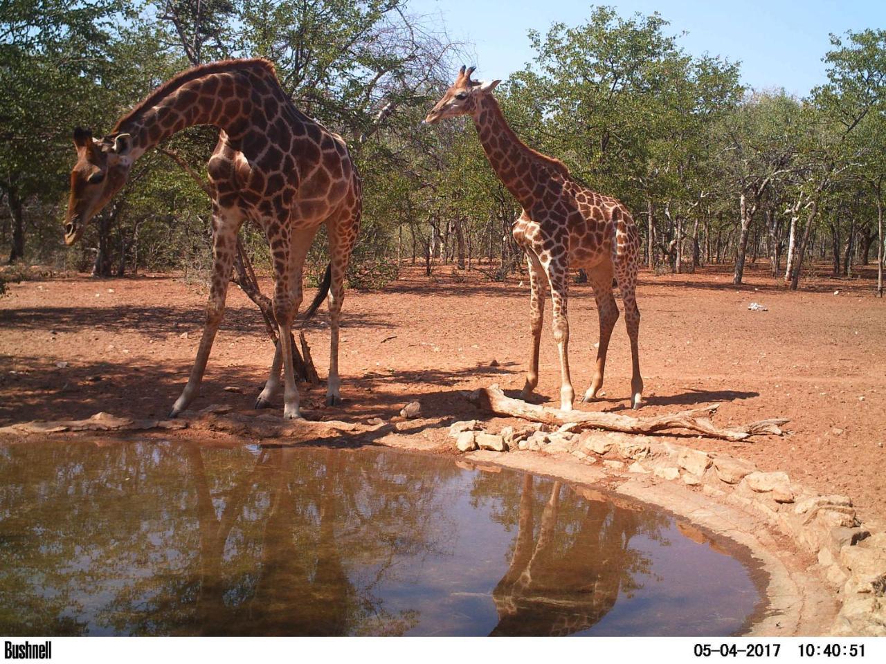 Adansonia Eco Lodge Musina Exteriör bild